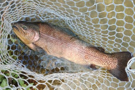 がら空きのフィッシングパーク高島の泉